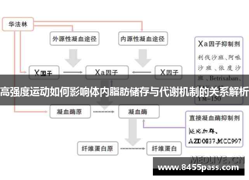 高强度运动如何影响体内脂肪储存与代谢机制的关系解析